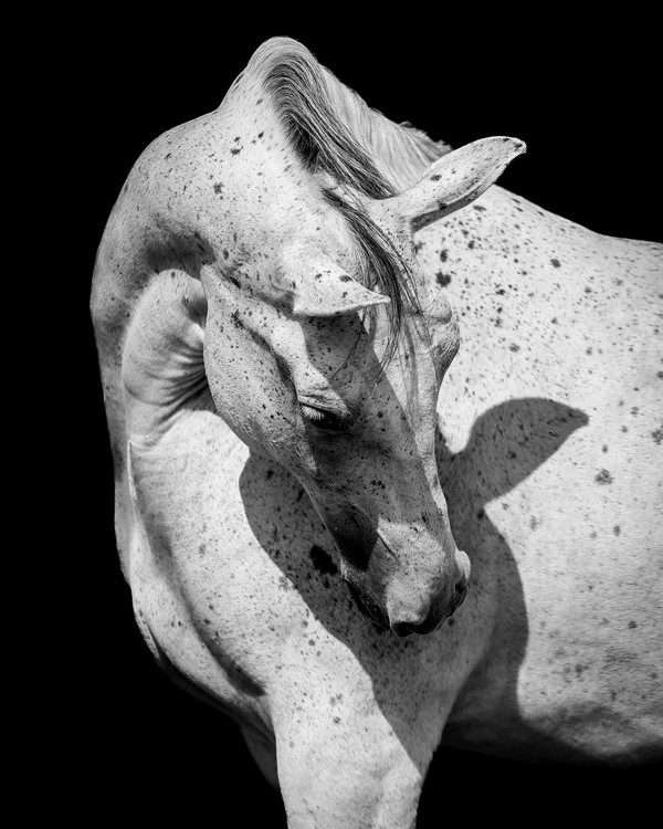 Exposure One Awards | Lidija Novković | 2025 Nature Photography