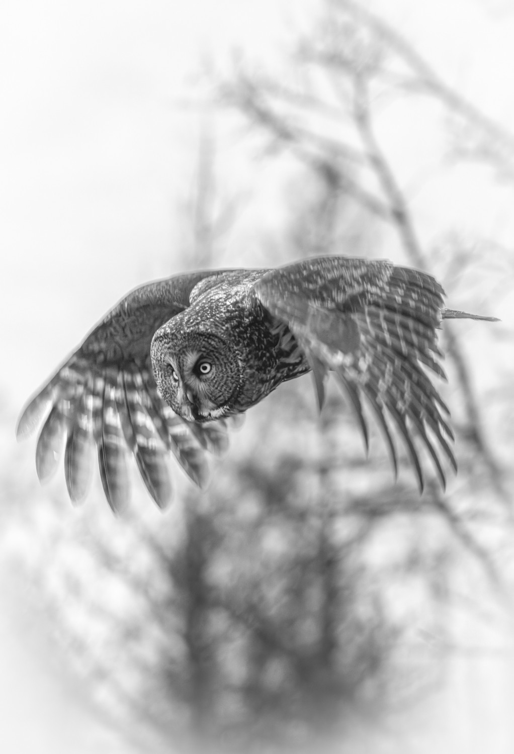 Exposure One Awards | Tangula Unruh | Nominee (Animals)