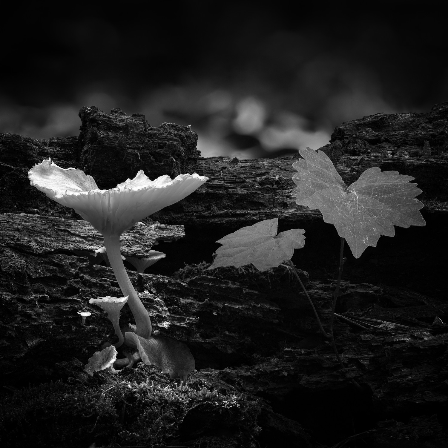 Exposure One Awards | Michael Ritzie | Nominee (Light & Shadow)