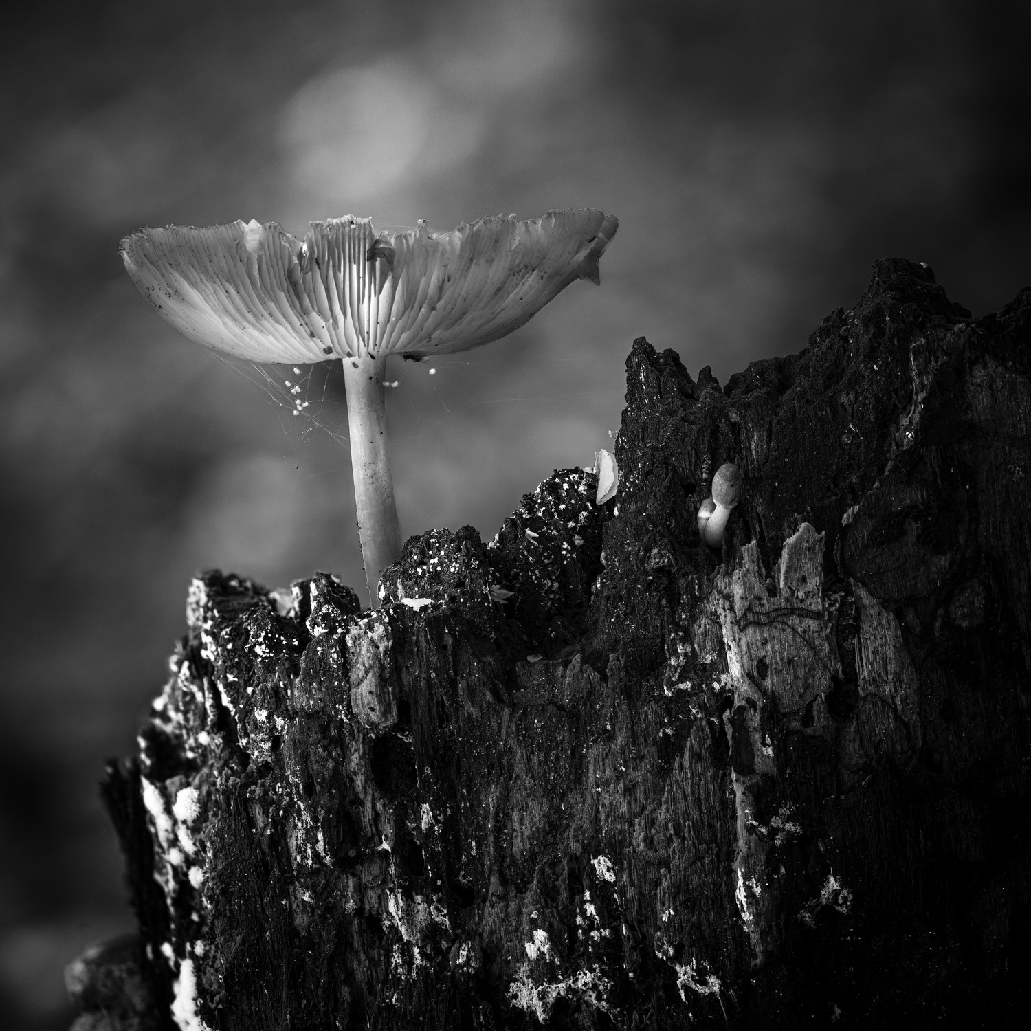 Exposure One Awards | Michael Ritzie | Nominee (Light & Shadow)