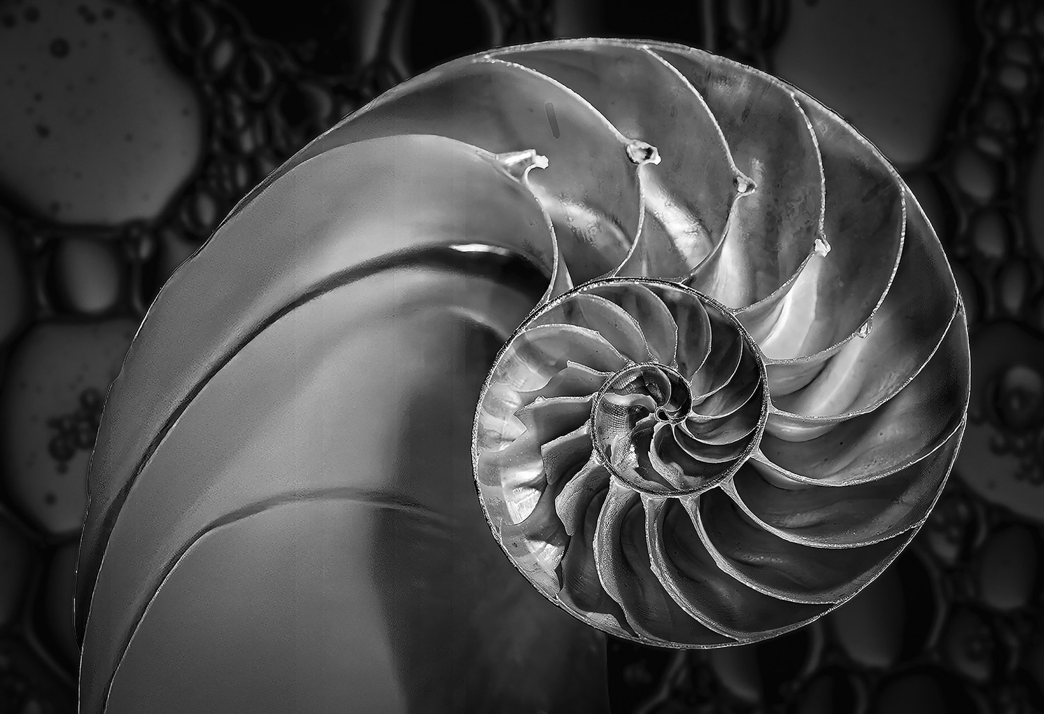 Noautical Shell Exposure One Awards | Robert Davis | Honorable Mention (Still Life)